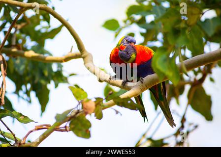 Coppia di lorichetti arcobaleno su Una filiale, Brisbane, Queensland, Australia Foto Stock