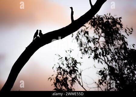 Rosella Parrots on A Branch, Brisbane, Queensland, Australia Foto Stock