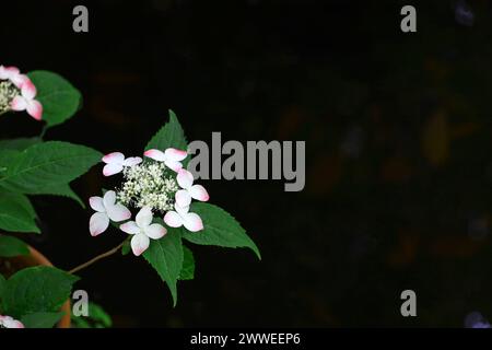 Ortensie di montagna fiori con bella gradazione rosa pallido Foto Stock