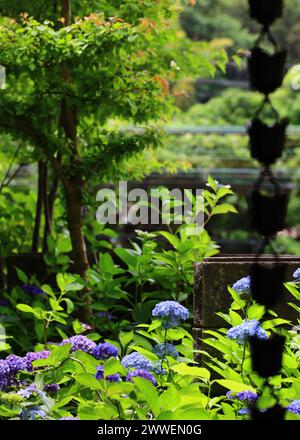 I fiori di Ortensia fioriscono tranquillamente nel cortile posteriore Foto Stock