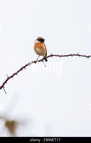 Un maschio Stonechat (Saxicola torquata), arroccato su un bramble su un semplice sfondo bianco. Foto Stock
