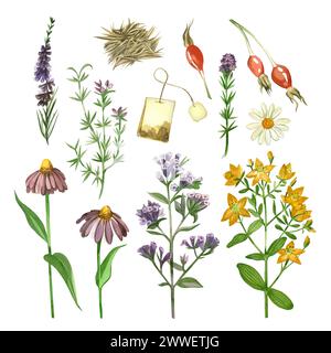 Fiori di prato ed erbe aromatiche, camomilla, erba di lungagotto, erica, echinacea, rosa anche, origano, ipericacee disegnate a mano in acquerelli colorati. Foto Stock