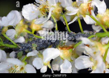 Giovani afidi della ciliegia-avena uccello afidi (Rhopalosiphum padi) dopo ibernazione sul germogli ciliegio uccello. Foto Stock