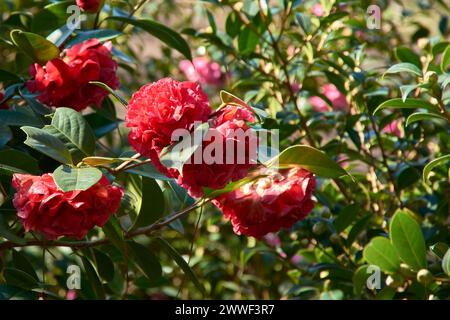 Cespuglio di camelia fiorito con fiori rossi e foglie spesse in primavera nel giardino della stazione fitopatologica Areeiro di Pontevedra, Spagna Foto Stock