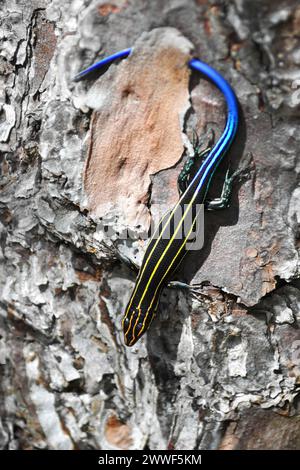 Un primo piano di uno skink a cinque linee (Plestiodon Quadrilineatus) sulla corteccia degli alberi Foto Stock