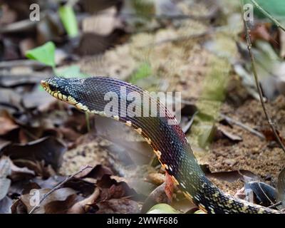 Hognose gigante malgascio, Leioheterodon madagascariensis, Parco Nazionale di Ankarafantsika, Madagascar Foto Stock