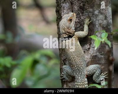 Cuvier's Madagascar Swift, Oplurus cuvieri, Ankarafantsika National Park, Madagascar Foto Stock