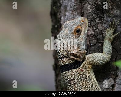 Cuvier's Madagascar Swift, Oplurus cuvieri, Ankarafantsika National Park, Madagascar Foto Stock