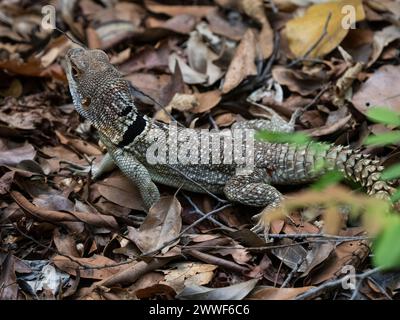 Cuvier's Madagascar Swift, Oplurus cuvieri, Ankarafantsika National Park, Madagascar Foto Stock