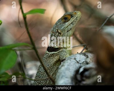 Cuvier's Madagascar Swift, Oplurus cuvieri, Ankarafantsika National Park, Madagascar Foto Stock