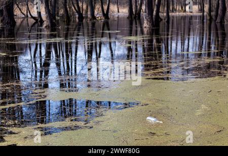 Una bottiglia di vetro in acqua fangosa nella foresta, scartata dall'uomo. Disastro ambientale in natura. Il problema della spazzatura in natura. Orizzontalmente. Foto Foto Stock