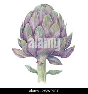 Carciofo a globo singolo isolato su sfondo bianco. acquarelle botaniche di Cynara cardunculus disegnate a mano. Carciofo verde o francese per design, stampa Foto Stock