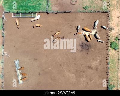 aerei di allevamento di bestiame, piccola impresa imprenditoriale, vita di villaggi africani, Foto Stock