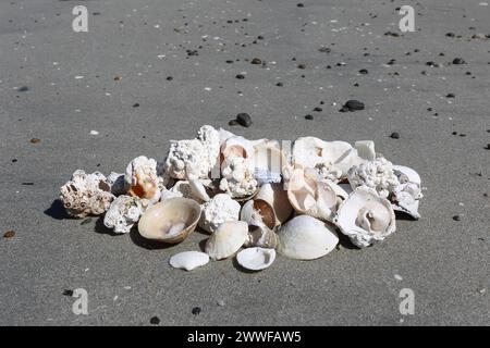 Conchiglie e pezzi di corallo sulla spiaggia vicino a Unnstad, Lofoten, Norvegia, Scandinavia Foto Stock