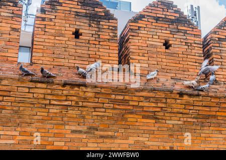 Piccioni in movimento con ali battenti su un vecchio muro di mattoni, a Chiang mai, Thailandia Foto Stock