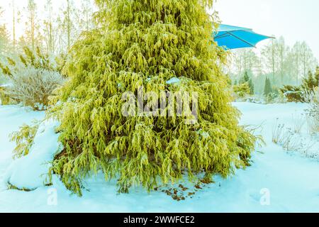 Paesaggio invernale di un vivace albero sempreverde di fronte a una tenda per ombrelli blu in un parco pubblico coperto di neve a Daejeon, Corea del Sud Foto Stock