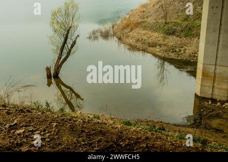 Albero che cresce in acque poco profonde del fiume con riflessi in acqua in Corea del Sud Foto Stock