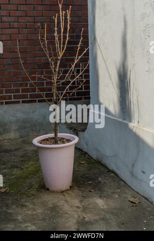 Un giovane albero solitario in una pentola rosa si erge accanto a un muro bianco con una sezione di mattoni, in Corea del Sud Foto Stock