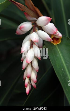 Shell fiore di zenzero su una pianta tropicale in un giardino Foto Stock