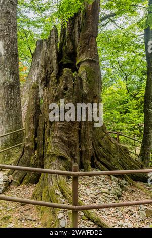 Antico tronco scavato di alberi circondato da una ringhiera protettiva tra il verde della foresta, in Corea del Sud Foto Stock