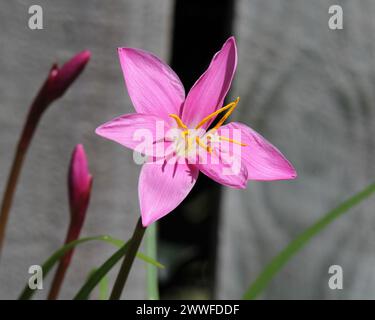 Fiore rosa su un giglio piovoso (zephyranthes minuta) pianta in un giardino Foto Stock