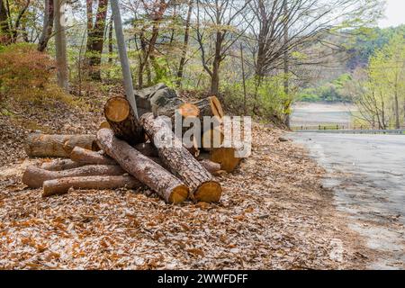 Tronchi di legno appena tagliati accatastati da una strada forestale, circondati da foglie autunnali, in Corea del Sud Foto Stock