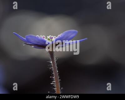 Liverwort (Hepatica nobilis), Leoben, Stiria, Austria Foto Stock