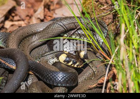 Gruppo con i serpenti d'erba (Natrix natrix) che prendono il sole di primavera Foto Stock