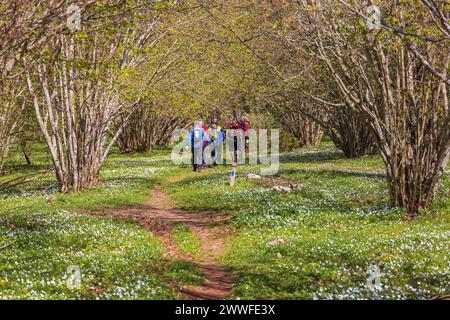 Escursionisti su un sentiero tortuoso in un boschetto di nocciole in erba (Corylus avellana) e anemone di legno in fiore (Anemone nemorosa) una giornata di primavera soleggiata Foto Stock