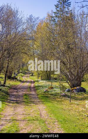 Alberi in erba e fiori selvatici in fiore in una strada sterrata su un prato in primavera Foto Stock