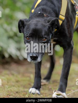 Cane domestico (Canis lupus familiaris), nero, femmina, anziano, muso grigio, dalla protezione degli animali, con doppia protezione, guardando direttamente il Foto Stock