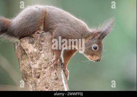 Scoiattolo rosso eurasiatico (Sciurus vulgaris), seduto sulla sommità di un tronco di albero segato, guardando con attenzione verso il basso davanti, tenendosi saldamente al tronco Foto Stock