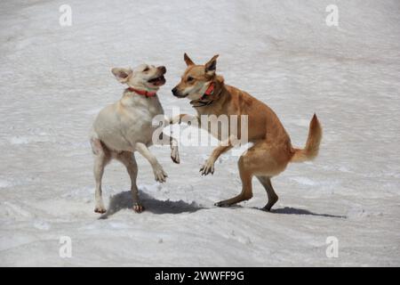 Due cani giocherellando l'uno con l'altro su una superficie innevata, Amazing Dogs in the Nature Foto Stock