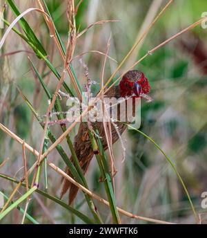 Un giovane Crimson Finch (Neochmia phaeton) e con semi d'erba nel suo becco, Mornington Wildlife Sanctuary, Kimberley Region, Western Austra Foto Stock