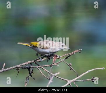 Rufous-throated Honeyeater (Conopophila rufogularis) arroccato su ramoscelli, Wyndham, Western Australia, WA, Australia Foto Stock