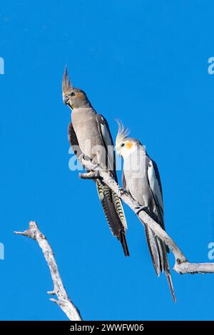 Un par di Cockatiels (Nymphicus hollandicus) arroccato su un arto morto, Australia Occidentale, Australia Foto Stock