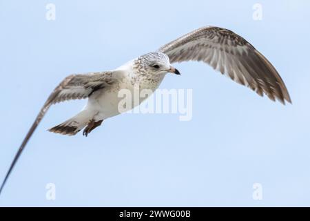 Secondo gabbiano invernale a becco circolare (Larus delawarensis) in volo sopra Jacksonville Beach nel nord-est della Florida. (USA) Foto Stock