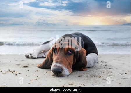 Basset hound che soggiornano sulla spiaggia d'estate Foto Stock