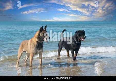 giovane rottweiler e malinois sulla spiaggia Foto Stock