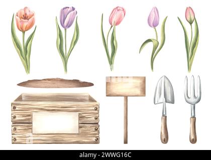 Set acquerello di tulipani fiori con foglie, cassa con terreno, attrezzi da giardinaggio e cartello. Illustrazione isolata disegnata a mano fiori di primavera floreale c Foto Stock