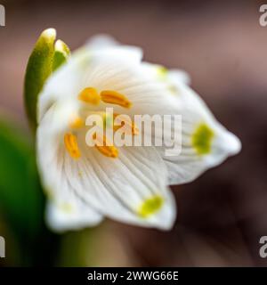 le gocce di neve sono precursori della primavera, le gocce di neve sono piante ornamentali popolari, primaverili in natura Foto Stock