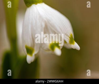 le gocce di neve sono precursori della primavera, le gocce di neve sono piante ornamentali popolari, primaverili in natura Foto Stock