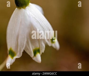 le gocce di neve sono precursori della primavera, le gocce di neve sono piante ornamentali popolari, primaverili in natura Foto Stock