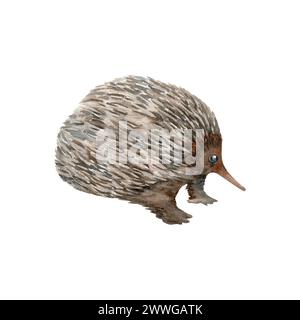 Echidna. Abbozzo di animale marsupiale notturno nativo australiano. Illustrazione acquerello isolata su sfondo bianco. Elemento disegnato a mano Foto Stock