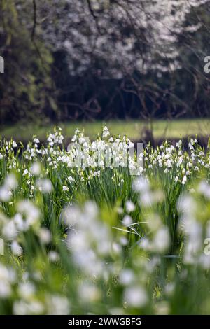 Fiori primaverili sfondo di splendidi fiori bianchi di Leucojum aestivum. Noto anche come Loddon Lily o Summer Snowflake, con spazio per copiare sopra e sotto. Foto Stock