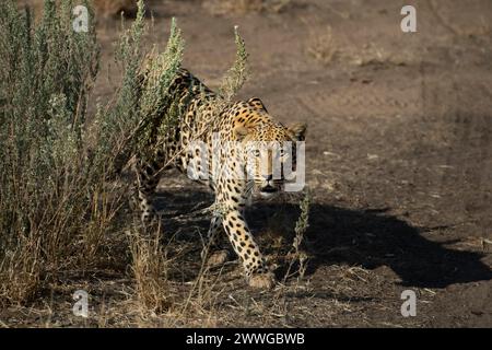 Leopard Panthera pardus, regione Khomas, Namibia, Afrika mcpins *** Leopard Panthera pardus , regione Khomas, Namibia, Africa mcpins mcpins Foto Stock
