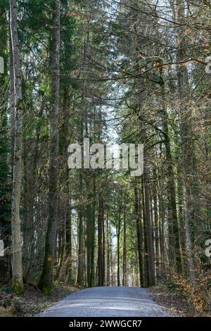 Una strada forestale isolata e tranquilla si snoda attraverso gli alberi torreggianti, offrendo un percorso verso la solitudine. Foto Stock