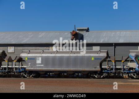 Il carro per cereali sfusi GrainCorp ha superato il carico di grano di grado H2 dai silos presso il deposito GrainCorp Roma West Depot Roma Queensland Australia Foto Stock