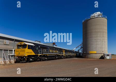 Watco Train WRA005, che scarica il grano di grado H2 dai silos presso il GrainCorp Roma West Depot Roma Queensland Australia Foto Stock