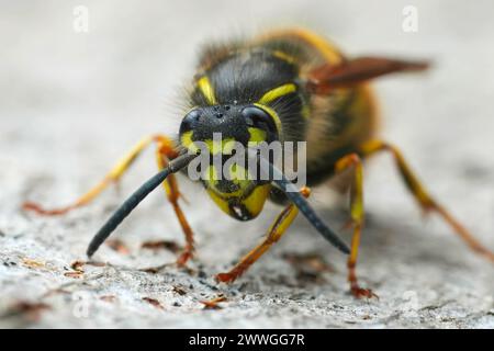 Primo piano dettagliato su una regina comune vespa di carta europea gialla, Vespula vulgaris seduta su legno Foto Stock
